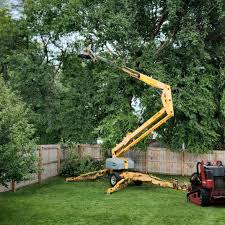 Best Tree Preservation Services  in St Augusta, MN