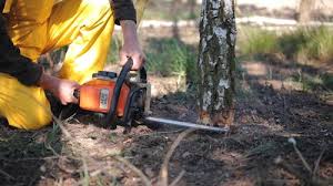 Best Tree and Shrub Care  in St Augusta, MN