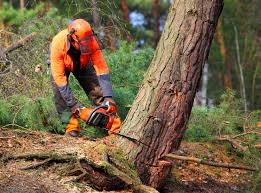 Best Stump Grinding and Removal  in St Augusta, MN