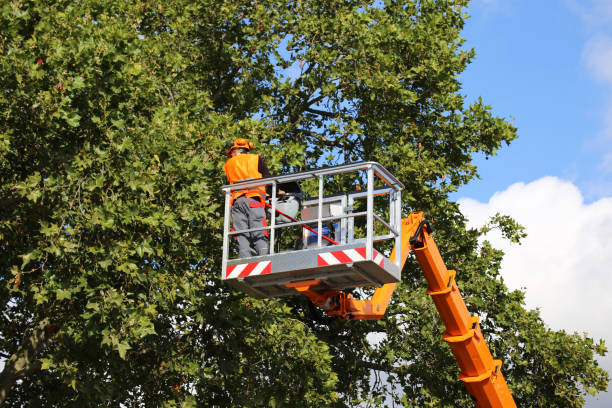 Best Tree Maintenance Programs  in St Augusta, MN