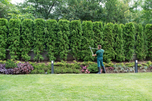 Best Lawn Watering Services  in St Augusta, MN