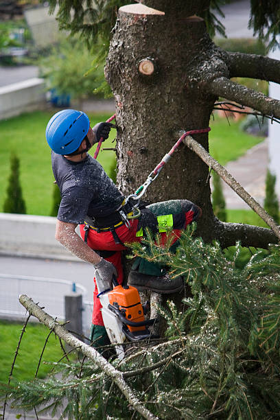 Best Commercial Tree Removal  in St Augusta, MN