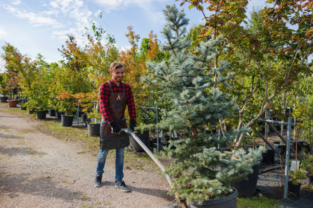 Lawn Watering Services in St Augusta, MN